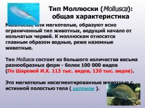 Тип Моллюски (Mollusca): общая характеристика
