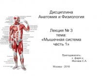 Мышцы. Роль мышечной системы в организме