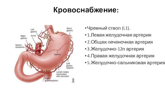 Кровоснабжение: Чревный ствол (L1). 1.Левая желудочная артерия 2.Общая печеночная артерия 3.Желудочно-12п артерия 4.Правая желудочная артерия