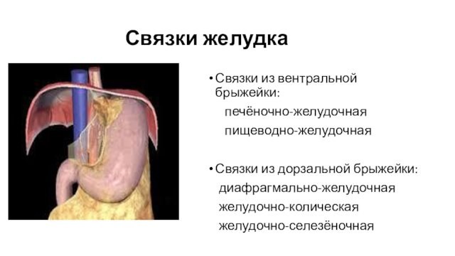 Связки желудка Связки из вентральной брыжейки:    печёночно-желудочная