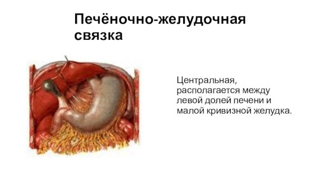 Печёночно-желудочная связка Центральная,располагается между левой долей печени и малой кривизной желудка.