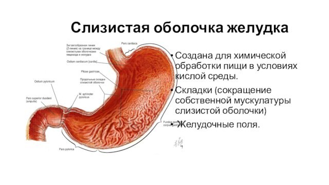 Слизистая оболочка желудка  Создана для химической обработки пищи в условиях кислой среды. Складки (сокращение