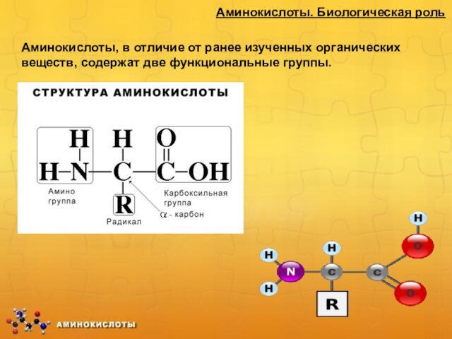 Аминокислоты. Биологическая рольАминокислоты, в отличие от ранее изученных органических веществ, содержат две функциональные группы.
