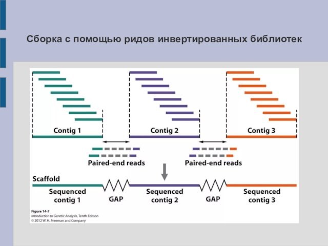 Секвенирования нового поколения. Секвенирование нового поколения NGS. Данные секвенирование (NGS). Циклическое лигазное секвенирование. NGS метод в генетике.