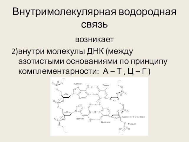 Внутримолекулярная водородная связьвозникает2)внутри молекулы ДНК (между азотистыми основаниями по принципу комплементарности: А