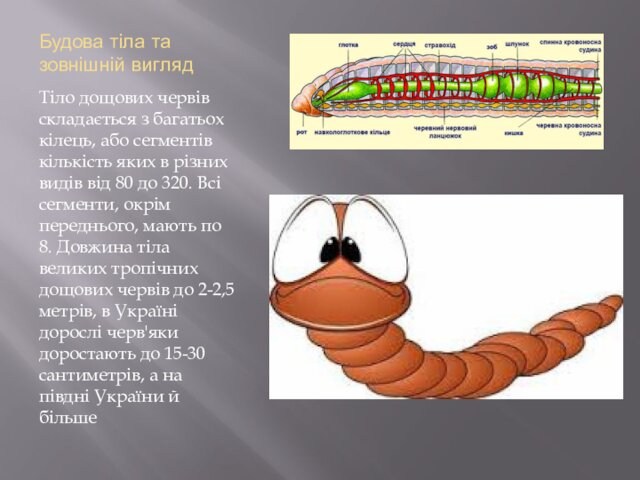 Будова тіла та зовнішній виглядТіло дощових червів складається з багатьох кілець, або сегментів кількість яких в