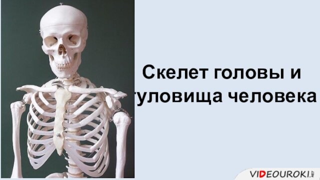 Скелет головы и туловища человека