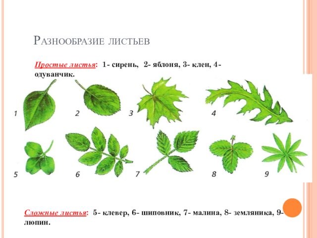 Рисунок простого и сложного листа. Простые и сложные листья. Растения с простыми листьями. Строение сложных листьев. Строение сложного листа.