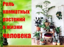 Роль комнатных растений в жизни человека
