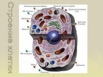 Этапы формирования и развития представлений о клетке