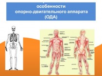Анатомо-физиологические особенности опорно-двигательного аппарата (ОДА) у подростков