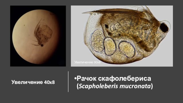 Увеличение 40x8Рачок скафолебериса (Scapholeberis mucronata) Увеличение 90x8