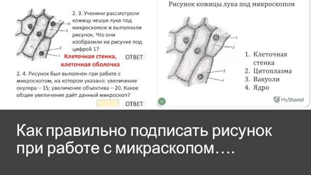 Как правильно подписать рисунок 
 при работе с микраскопом….