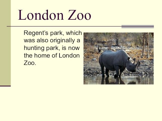 London Zoo   Regent’s park, which was also originally a hunting park, is now