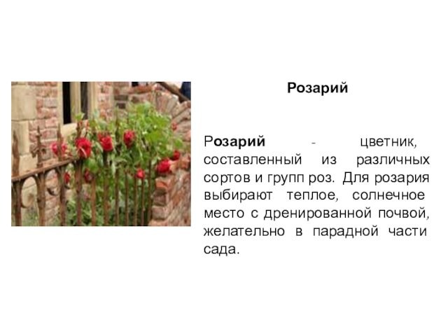 Розарий   Розарий - цветник, составленный из различных сортов и групп роз. Для розария