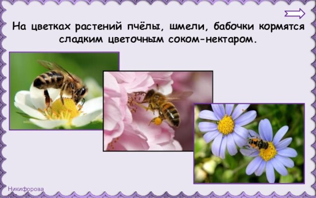На цветках растений пчёлы, шмели, бабочки кормятся сладким цветочным соком-нектаром.