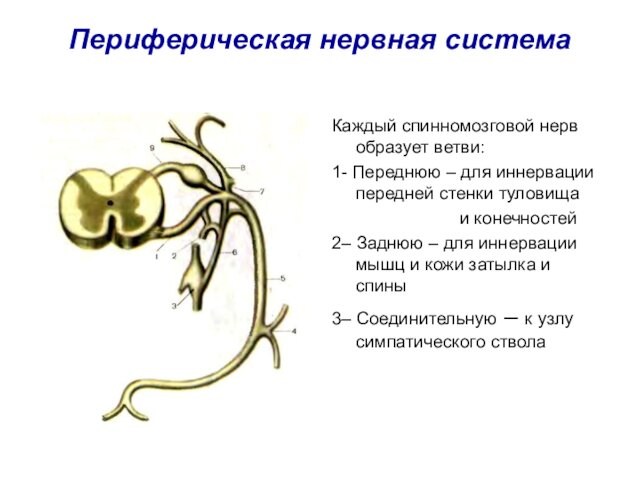 Периферическая нервная система Каждый спинномозговой нерв образует ветви: 1- Переднюю – для иннервации передней стенки