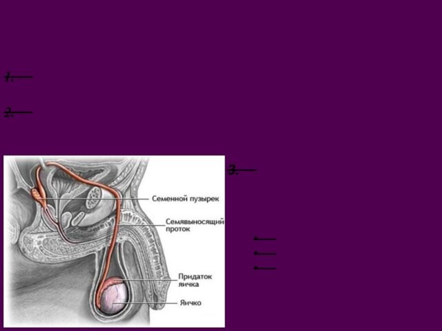 Функциональная классификация органов МПСДобавочные половые железы, вырабатывающие секреты :простата, семенные пузырьки, бульбоуретральные (куперовы) железы4. Копулятивный