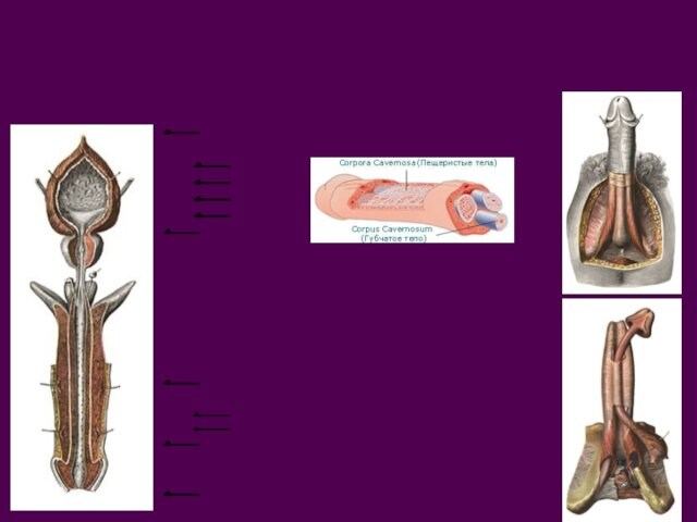 Мужской половой член (МПЧ) МПЧ имеет свободную и фиксированную части: головку шейку тело корень Основу