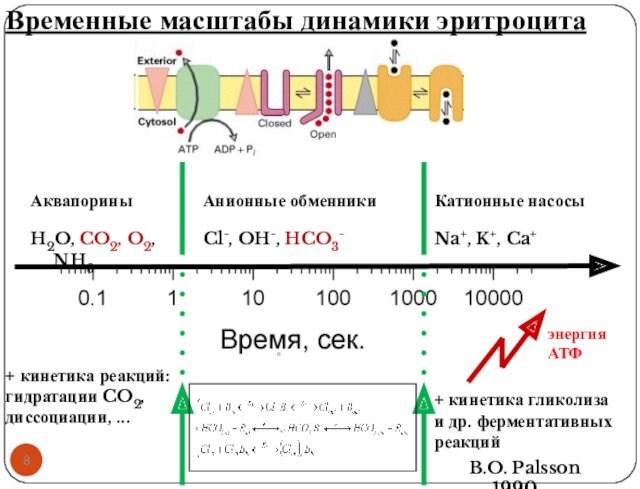 АквапориныH2O, CO2, O2, NH3Анионные обменникиCl-, OH-, HCO3-Катионные насосыNa+, K+, Ca+Временные масштабы динамики эритроцита+ кинетика гликолизаи