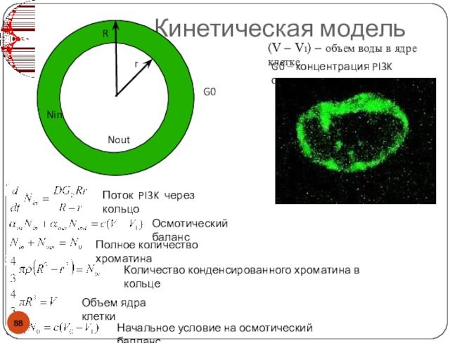 Кинетическая модель (V – V1) – объем воды в ядре клеткеПоток PI3K через кольцоОсмотический балансПолное