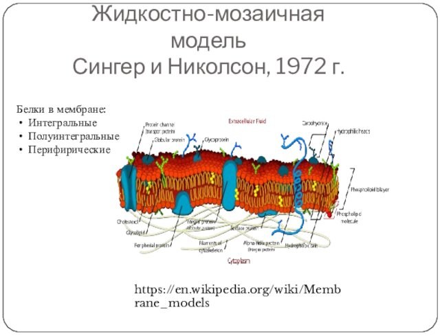 Жидкостно-мозаичная модель Сингер и Николсон, 1972 г.Белки в мембране:ИнтегральныеПолуинтегральныеПерифирическиеhttps://en.wikipedia.org/wiki/Membrane_models
