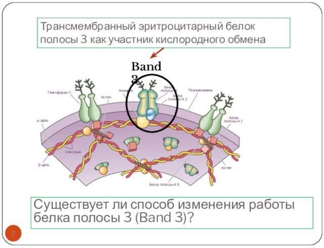 Band 3 Трансмембранный эритроцитарный белок полосы 3 как участник кислородного обменаСуществует ли способ изменения работы
