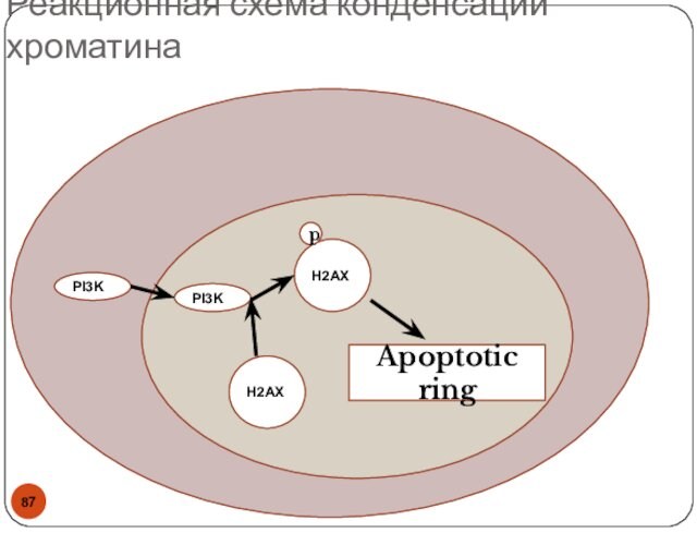 PI3KPI3KH2AXH2AXpApoptotic ringРеакционная схема конденсации хроматина