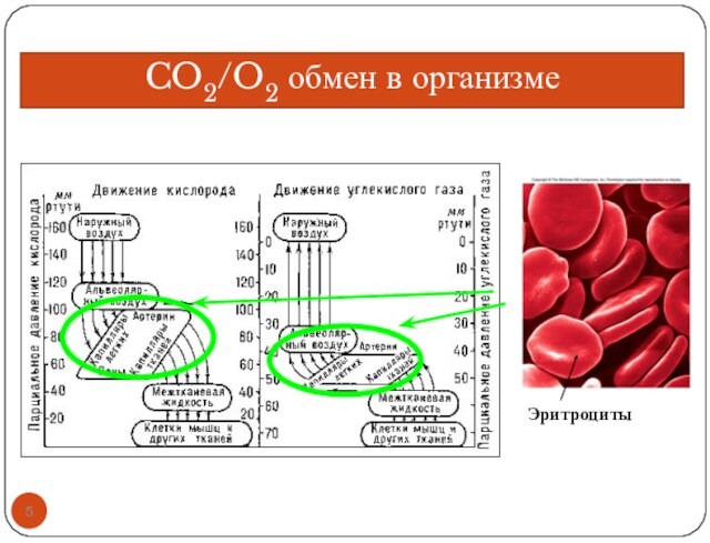 CO2/O2 обмен в организме