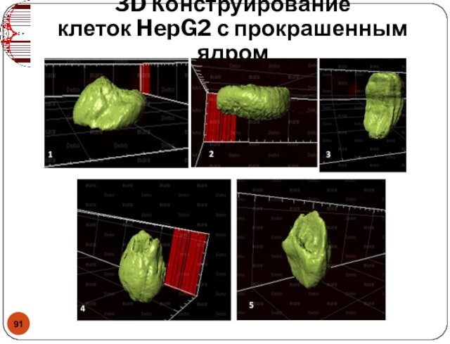 3D Конструирование клеток HepG2 с прокрашенным ядром