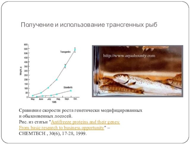 Получение и использование трансгенных рыбСравнение скорости роста генетически модифицированных  и обыкновенных лососей.  Рис.