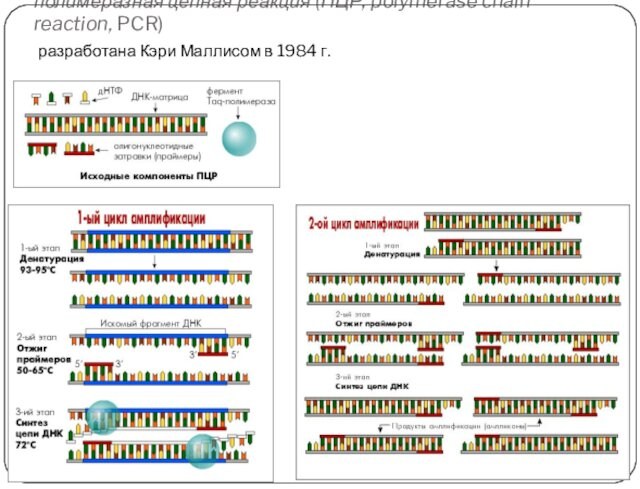 полимеразная цепная реакция (ПЦР, polymerase chain reaction, PCR)  разработана Кэри Маллисом в 1984 г.