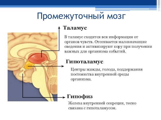 Промежуточный мозгТаламусВ таламус сходится вся информация от органов чувств. Отсеивается малозначащие сведения и активизируют кору
