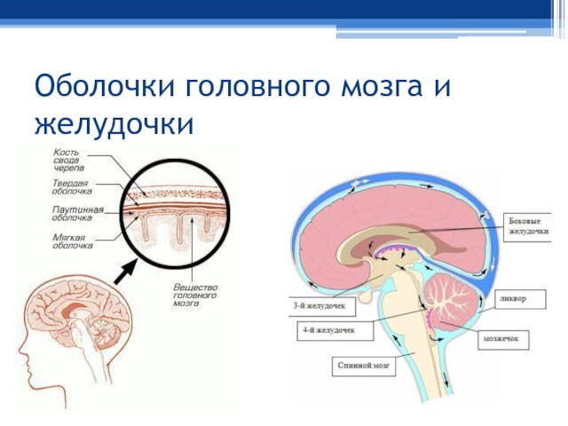 Оболочки головного мозга и желудочки