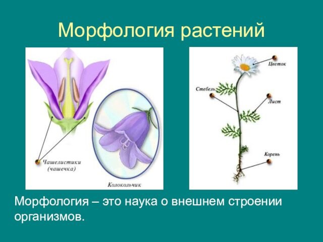 Морфология растенийМорфология – это наука о внешнем строении организмов.