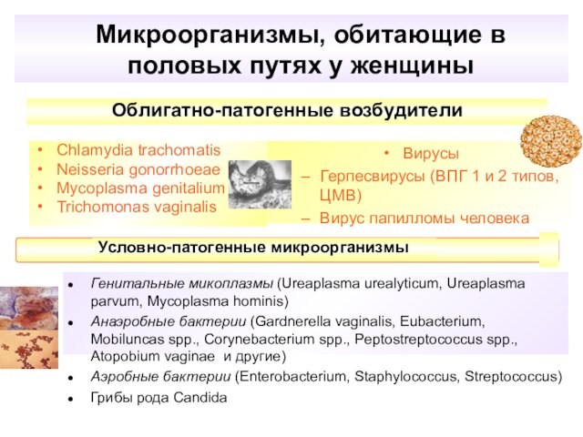Микроорганизмы, обитающие в половых путях у женщины Chlamydia trachomatis Neisseria gonorrhoeae Mycoplasma genitalium Trichomonas vaginalis