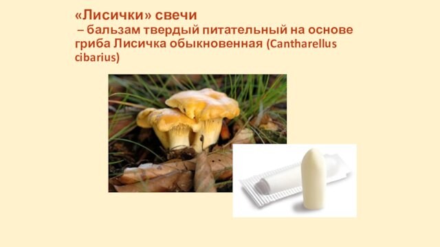 «Лисички» свечи – бальзам твердый питательный на основе гриба Лисичка обыкновенная (Cantharellus cibarius)