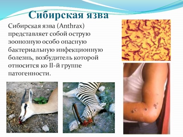 Сибирская язваСибирская язва (Anthrax) представляет собой острую зоонозную особо опасную бактериальную инфекционную болезнь, возбудитель которой