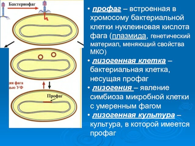 профаг – встроенная в хромосому бактериальной клетки нуклеиновая кислота фага (плазмида, генетический