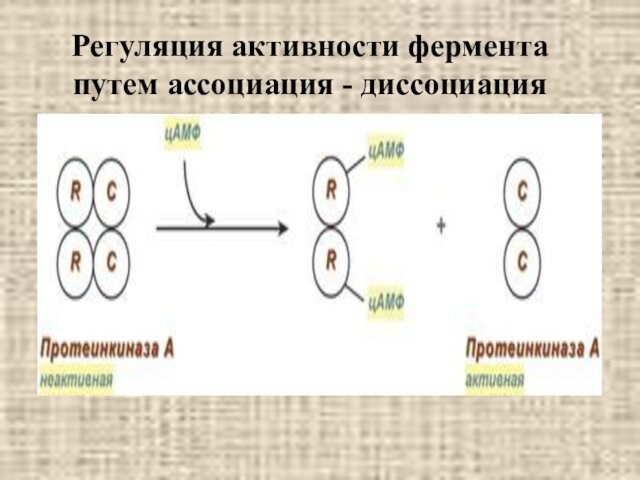 Регуляция активности фермента путем ассоциация - диссоциация