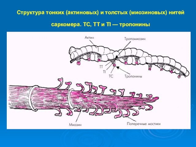 Структура тонких (актиновых) и толстых (миозиновых) нитей саркомера. TC, TT и TI — тропонины