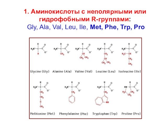 1. Аминокислоты с неполярными или гидрофобными R-группами:  Gly, Ala, Val, Leu, Ile, Met, Phe,