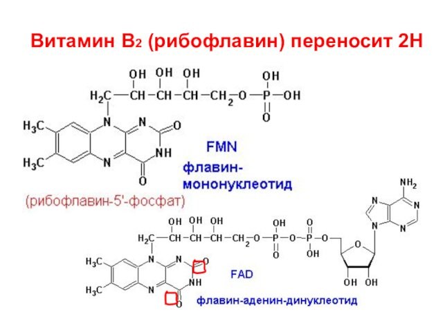 Витамин B2 (рибофлавин) переносит 2Н