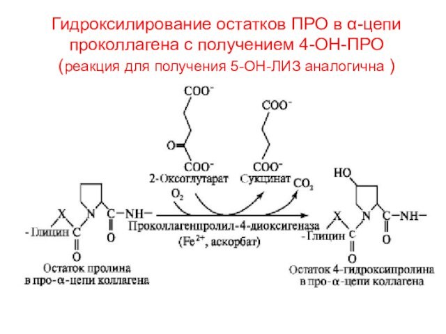 Гидроксилирование остатков ПРО в α-цепи проколлагена с получением 4-ОН-ПРО (реакция для получения 5-ОН-ЛИЗ аналогична )