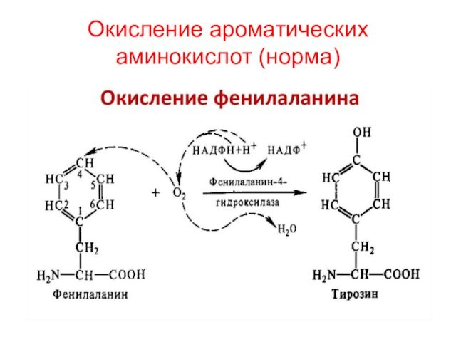Окисление ароматических аминокислот (норма)