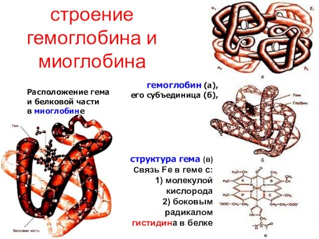 строение гемоглобина и миоглобинагемоглобин (а),  его субъединица (б),  Расположение гема  и белковой