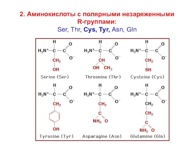 2. Аминокислоты с полярными незаряженными  R-группами: Ser, Thr, Cys, Tyr, Asn, Gln