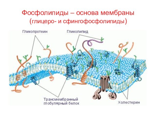 Фосфолипиды – основа мембраны (глицеро- и сфингофосфолипиды)