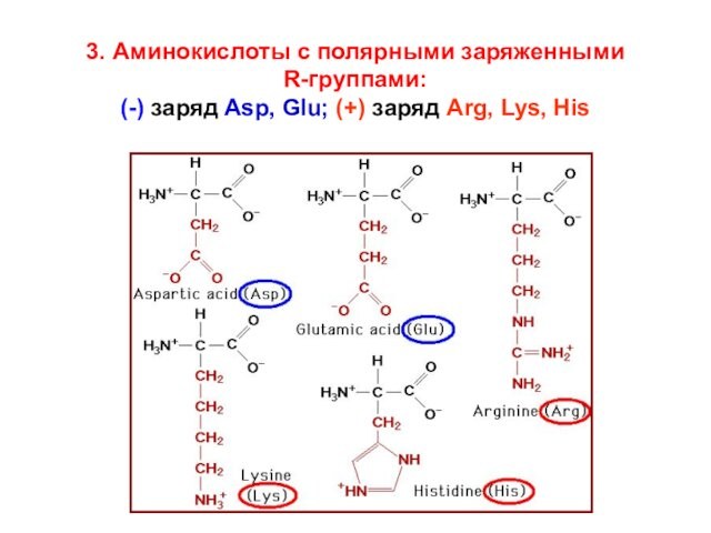 3. Аминокислоты с полярными заряженными  R-группами:  (-) заряд Asp, Glu; (+) заряд Arg,