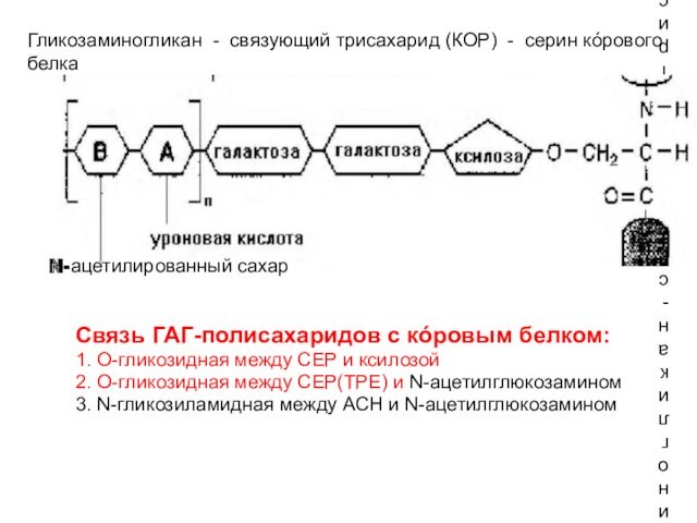 Гликозаминогликан - связующий трисахарид (КОР) - серин кóрового белкаСвязь ГАГ-полисахаридов с кóровым белком:1. О-гликозидная между СЕР